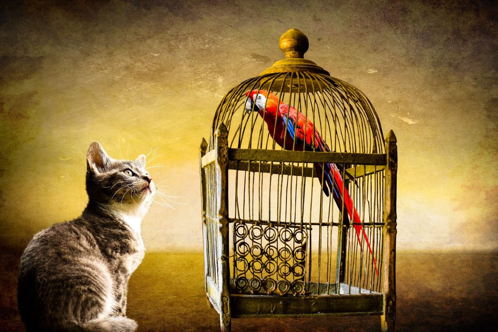 Bird In A Golden Cage